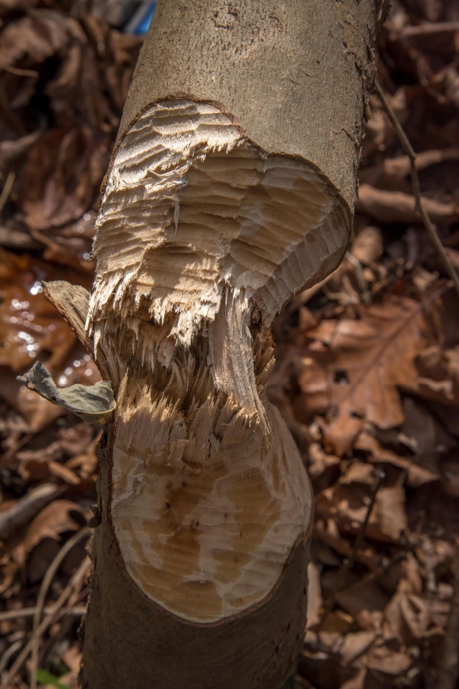 Beaver-Chewed Tree Courtesy US FWS, Brett Billings, Photographer