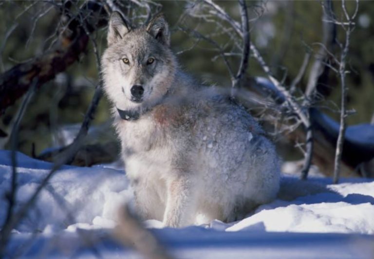 Wolves and wolverines in Utah? Oh my! Wild About Utah
