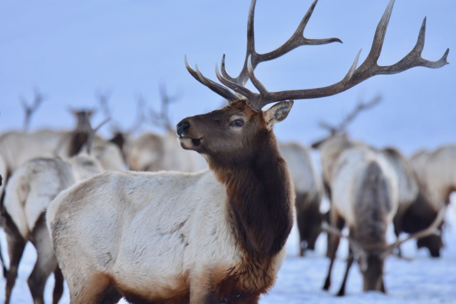 Bull Elk and Herd at National Elk Refuge Courtesy US FWS, Kari Cieszkiewicz, Photographer