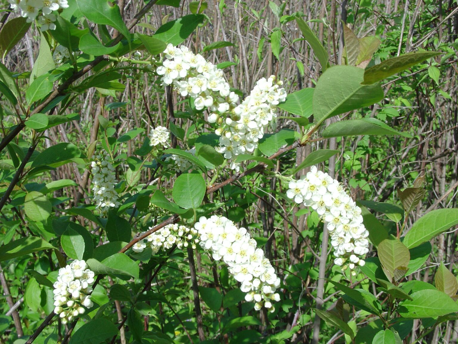 Chokecherries - Wild About Utah