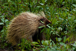 Utah Porcupines: North American Porcupine Erethizon dorsatum Courtesy US FWS Lisa Hupp, photographer