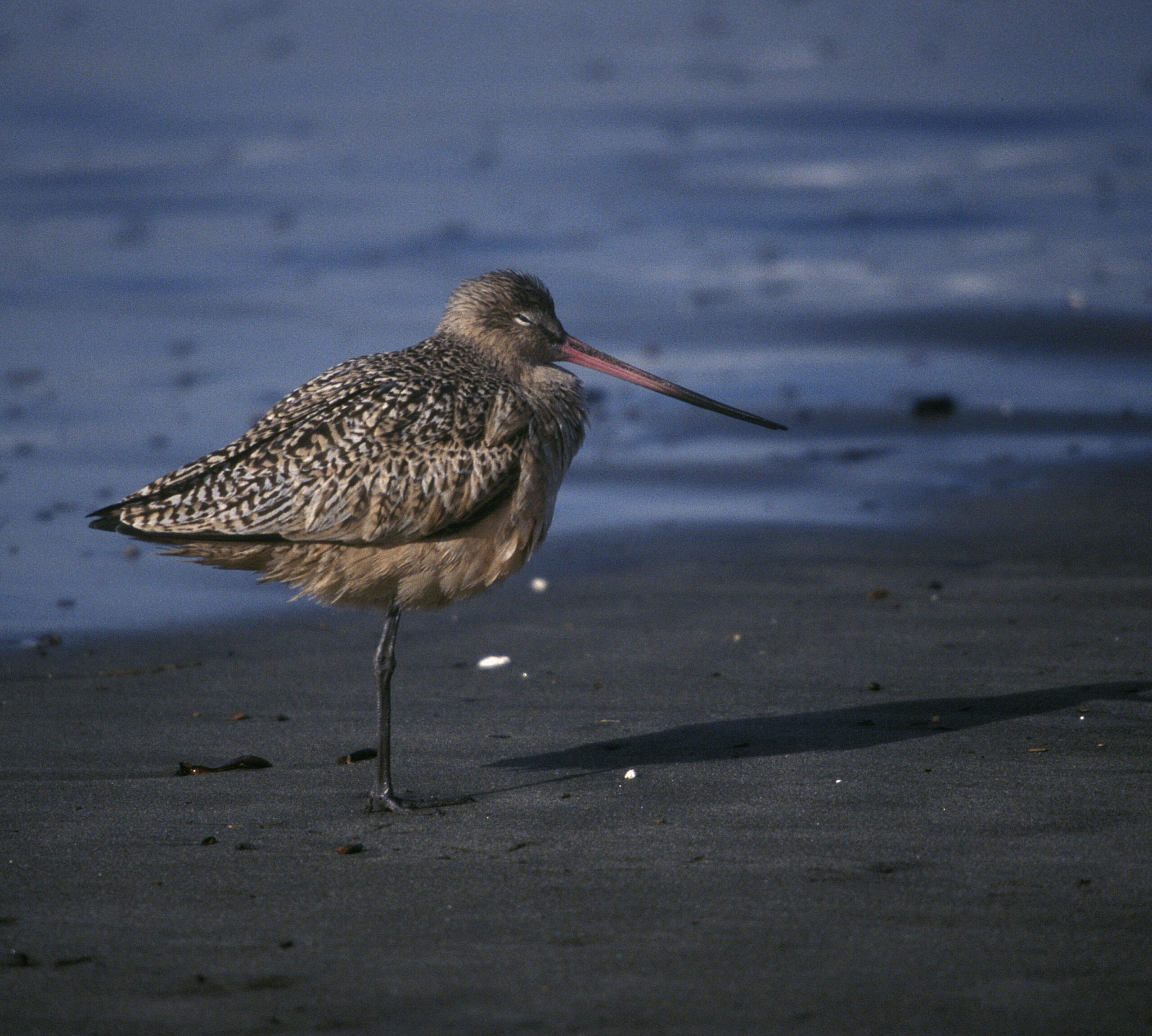 Marbled Godwit on the shore, Courtesy US FWS, Lee Karney, Photographer