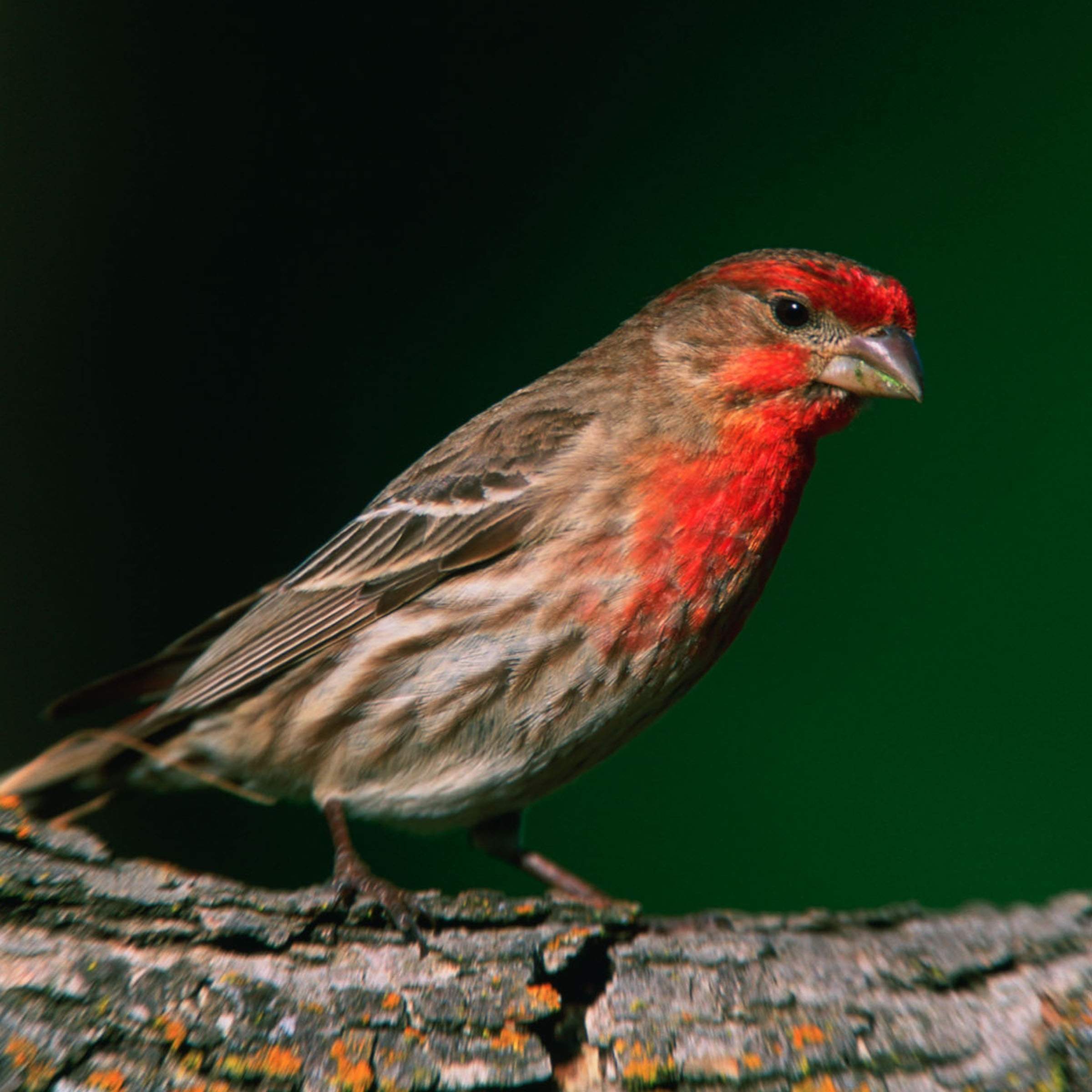 Male House Finch in Mating Plumage, Haemorhous mexicanus, Courtesy US FWS Gary Kramer, Photographer