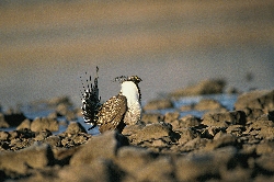 Greater Sage Grouse Recovery: Sage grouse standing in profile on rocky lake shore Courtesy US FWS Dave Menke, Photographer