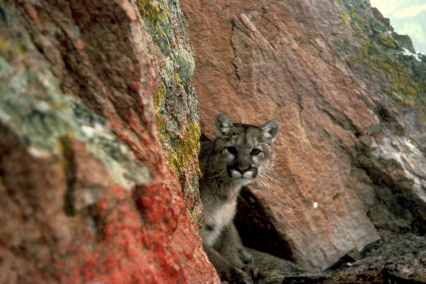 Mountain Lions Are Keystone Providers for Birds: Mountain Lion, (Felis concolor,) Courtesy US FWS, Larry Moats, Photographer