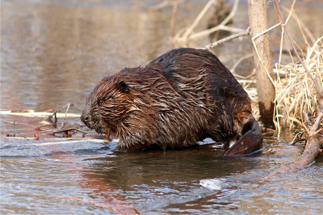 I'm a Beaver Believer: North American Beaver (Castor canadensis) Courtesy US FWS, Larry Palmer, Photographer