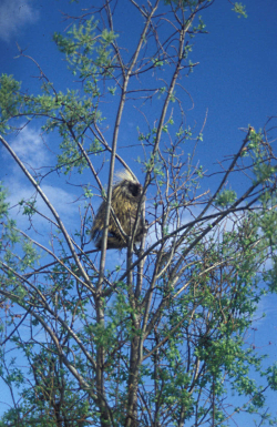 Utah Porcupines: Porcupine in a Tree Erethizon dorsatum Courtesy US FWS Public Domain