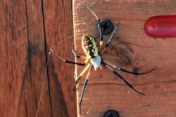 Yellow Garden Spider Argiope aurantia Courtesy US FWS, Willliam Powell, Photographer