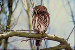 Tiny Owls: Northern Pygmy Owl Courtesy US FWS,  Bob Miles, Photographer