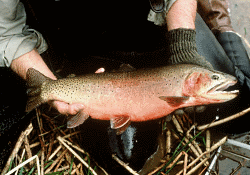 Greenback Cutthroat Trout Courtesy US FWS Bruce Roselund, Photographer