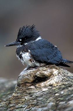 Belted Kingfisher Ceryl alcyon Courtesy US FWS, C Schlawe, Photographer