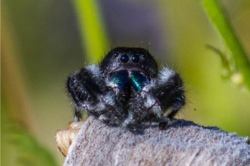 Daring Jumping Spider Phidippus audaxdaring Courtesy US FWS, Laurie Sheppard, Photographer