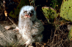 Great Horned Owl Chick Courtesy US FWS Gary Stolz, Photographer
