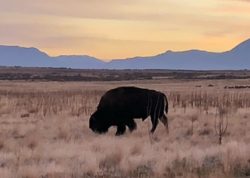 Bison Bull on Antelope Island Courtesy & © Mary Heers, Photographer