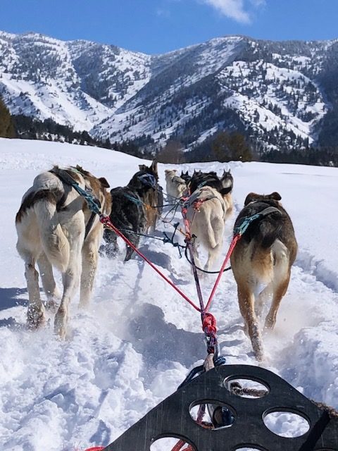 Sled Dogs-Sheer Joy: Sun, Snow, Sheer Joy, Courtesy & © Mary Heers, Photographer