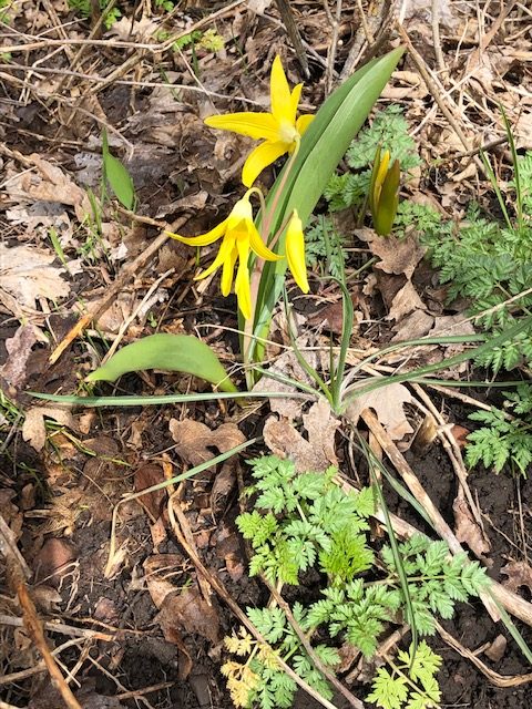 Mendon Glacier Lilly Courtesy & © Mary Heers, Photographer