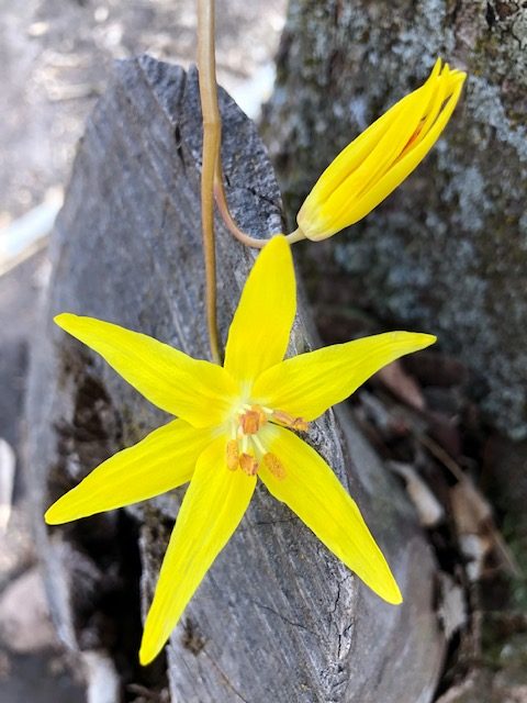 Mendon Glacier Lilly Close Up Courtesy & © Mary Heers, Photographer
