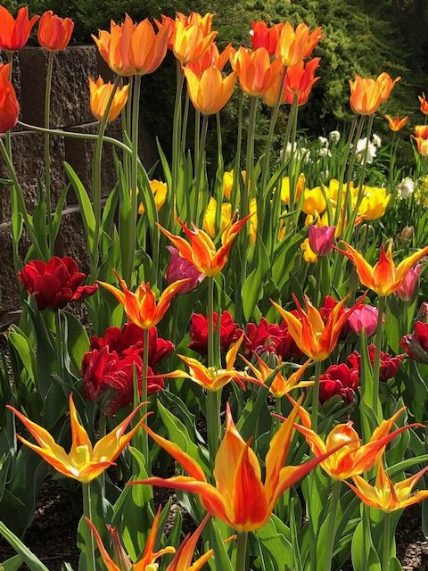 My Favorite Photo Tulips at Thanksgiving Point Courtesy & © Mary Heers, Photographer