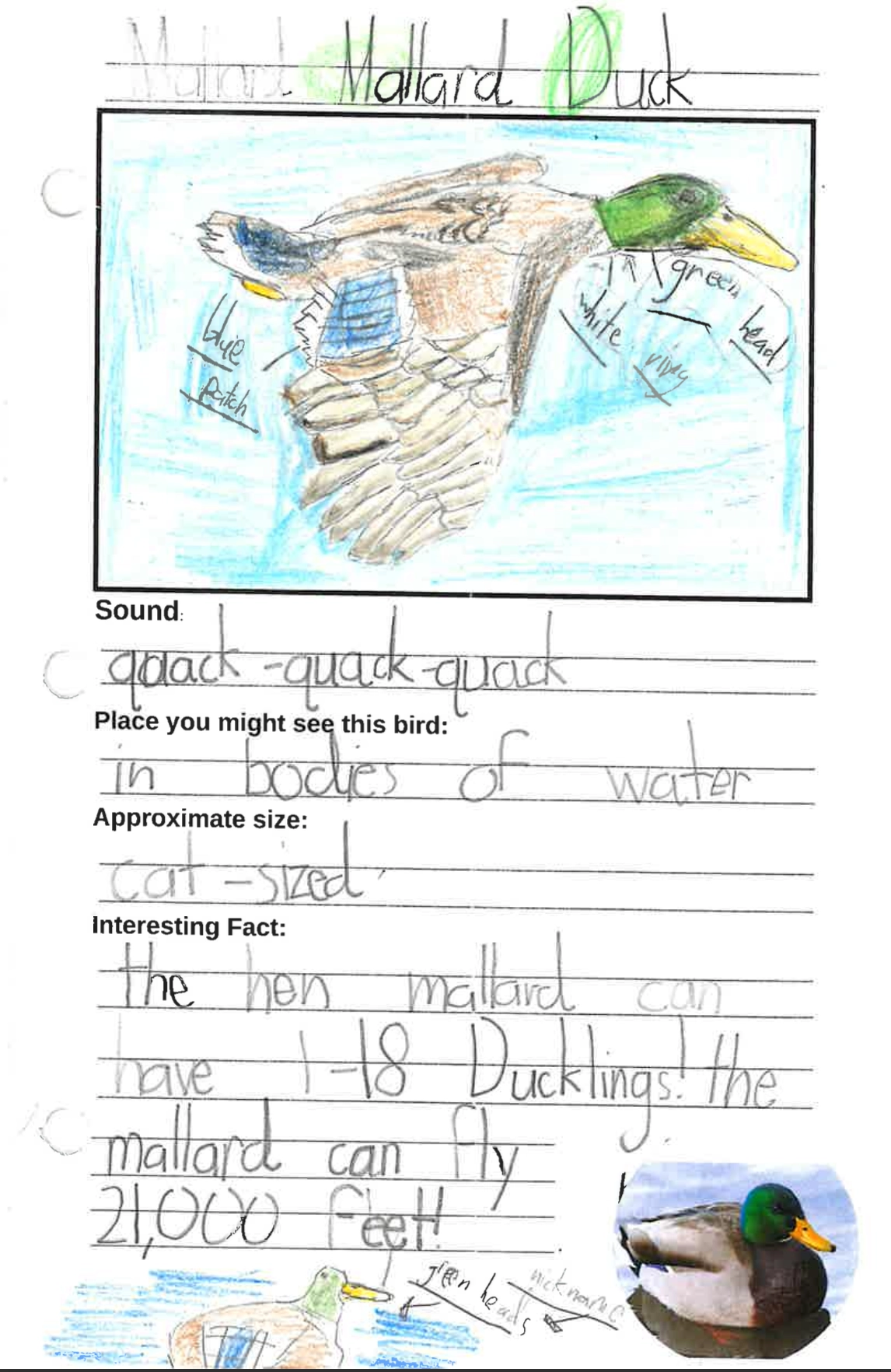 Click for a larger view in a new tab or window Mallard Drake Bird Guide Card, Student Art from Second Grade, Edith Bowen Lab School, Utah State University Courtesy & Copyright Joseph Kozlowski, Photographer