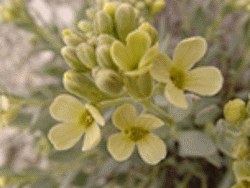 Shrubby-Reed Mustard Blossoms, Hesperidanthus suffrutescens