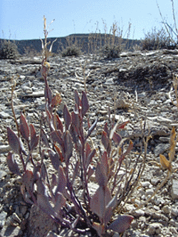 Shrubby-Reed Mustard Bush, Hesperidanthus suffrutescens