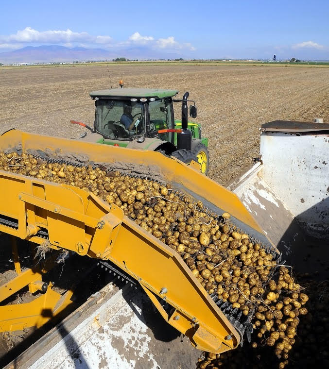 Journey of the Potato: Potato Harvest Courtesy & Copyright Eli Lucero, Photo Editor The Herald Journal, Logan Utah