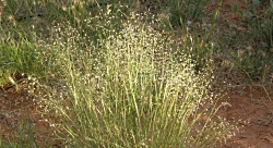 Indian Ricegrass Courtesy US National Park Service