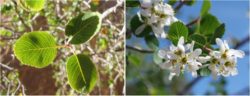 Remembering Euell: Utah Serviceberry Amelanchier utahensis Courtesy US National Park Service, Colorado National Monument