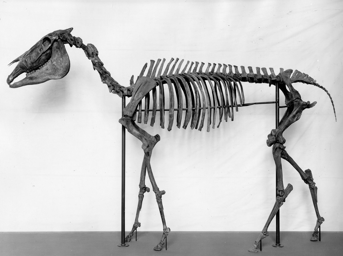 Gallop Thru Time: The Hagerman Horse (Equus simplicidens), Hagerman Fossil Beds National Monument, Courtesy US NPS