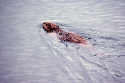 Beaver Tail Slap: Beaver swimming Courtesy NPS,  J Schmidt, Photographer