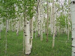 Quaking Aspen Sleek stands of quaking aspens (Populus tremuloides) grow in Zion's higher elevations Courtesy National Park Service U.S. Department of the Interior