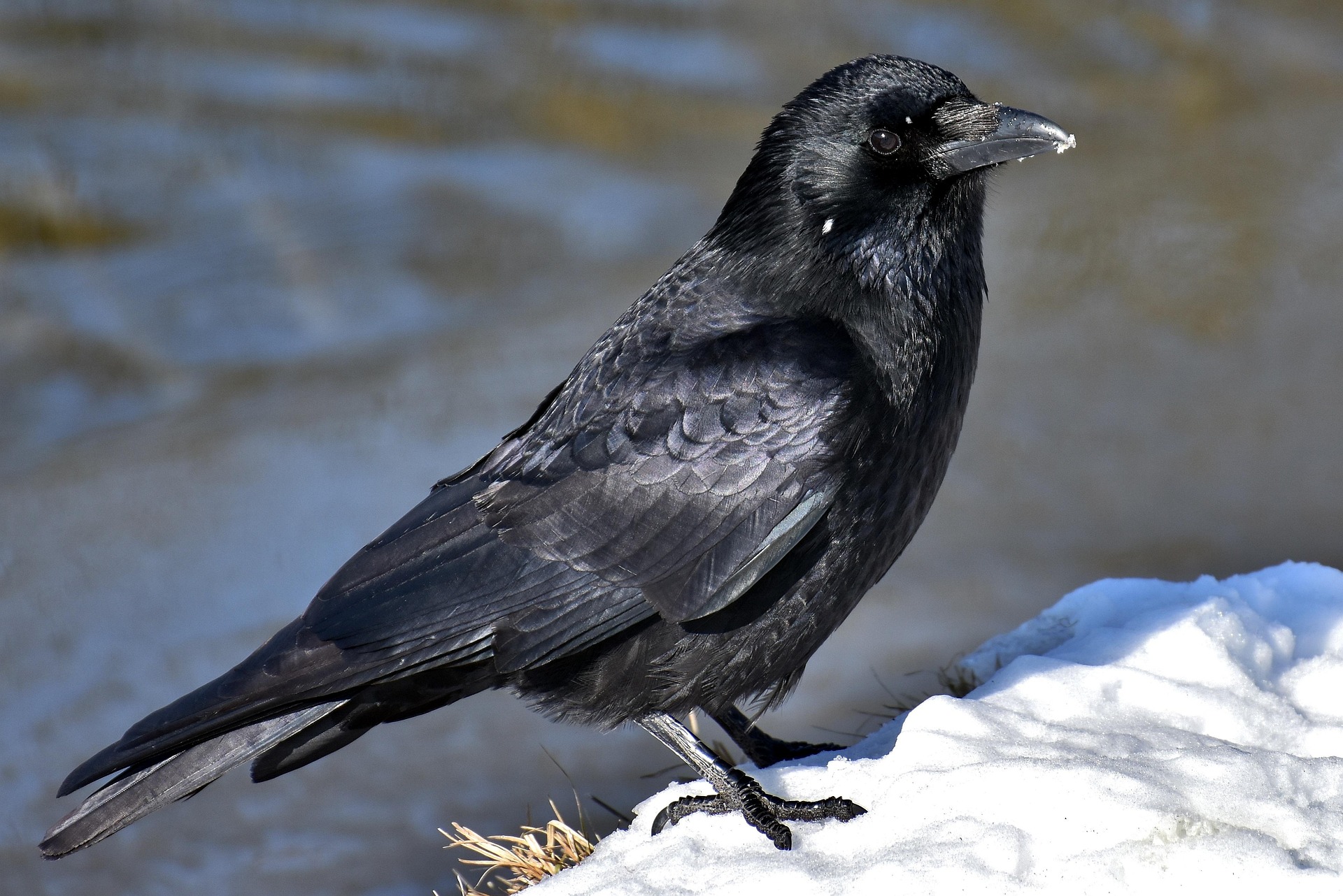 Pixabay - The American Crow (Corvus brachyrhynchos), Courtesy Pixabay, Alexas Photos, Contributor