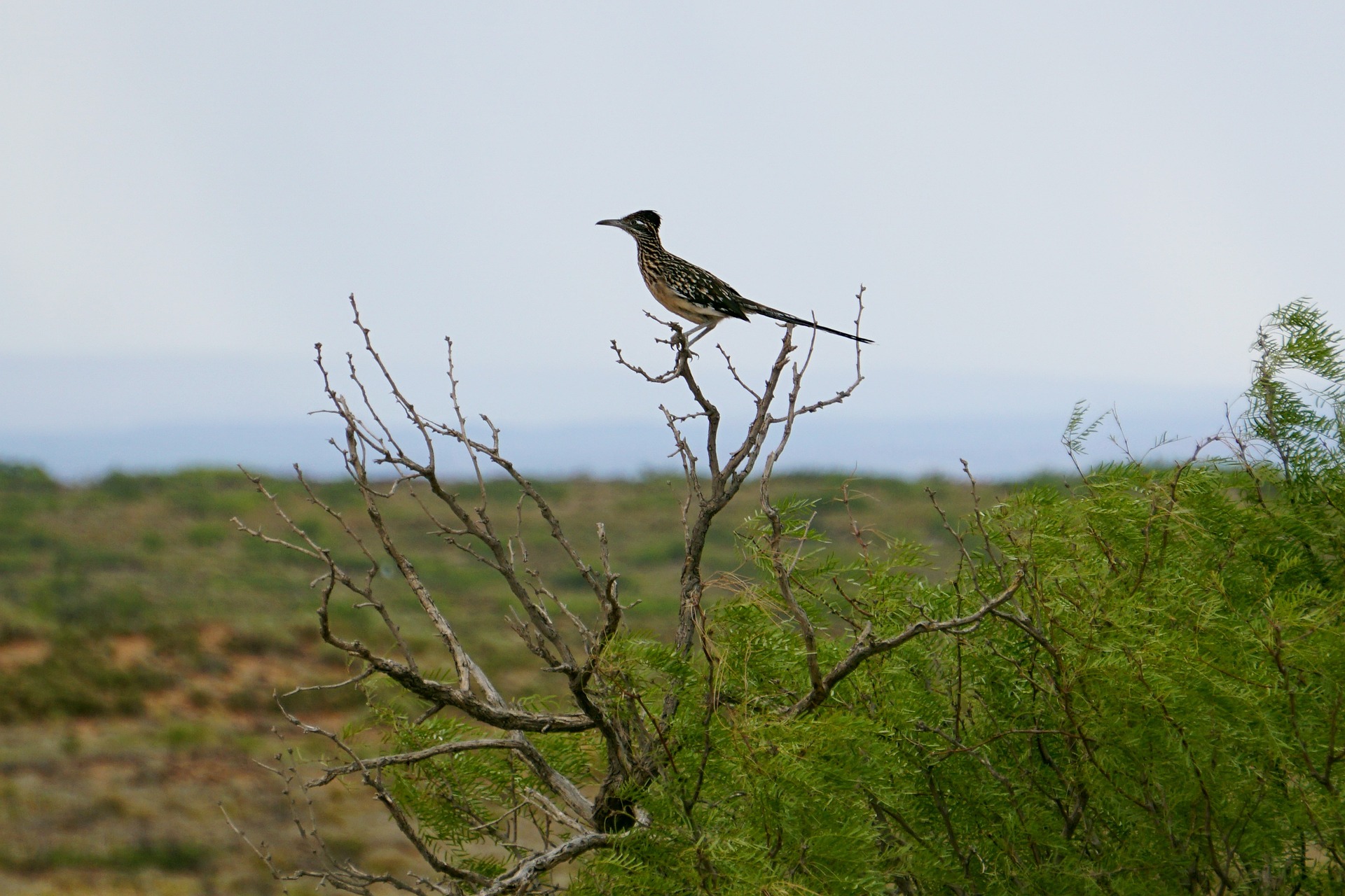 Roadrunner in a Tree
Courtesy Pixabay, Mike-RJA1988 Contributor