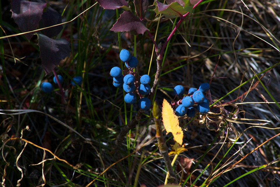 Berries: Oregon Grape  <i>Mahonia repens</i> Producing Blue Berries in the Grand Tetons Park Courtesy Pixabay, Mike Goad, Photographer