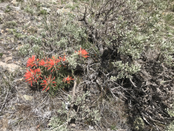 Paintbrush (Castilleja) Courtesy and Copyright © by Shannon Rhodes, photographer