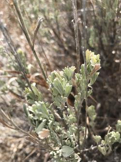 Sagebrush (Artemisia tridentata) Courtesy and Copyright © by Shannon Rhodes, photographer