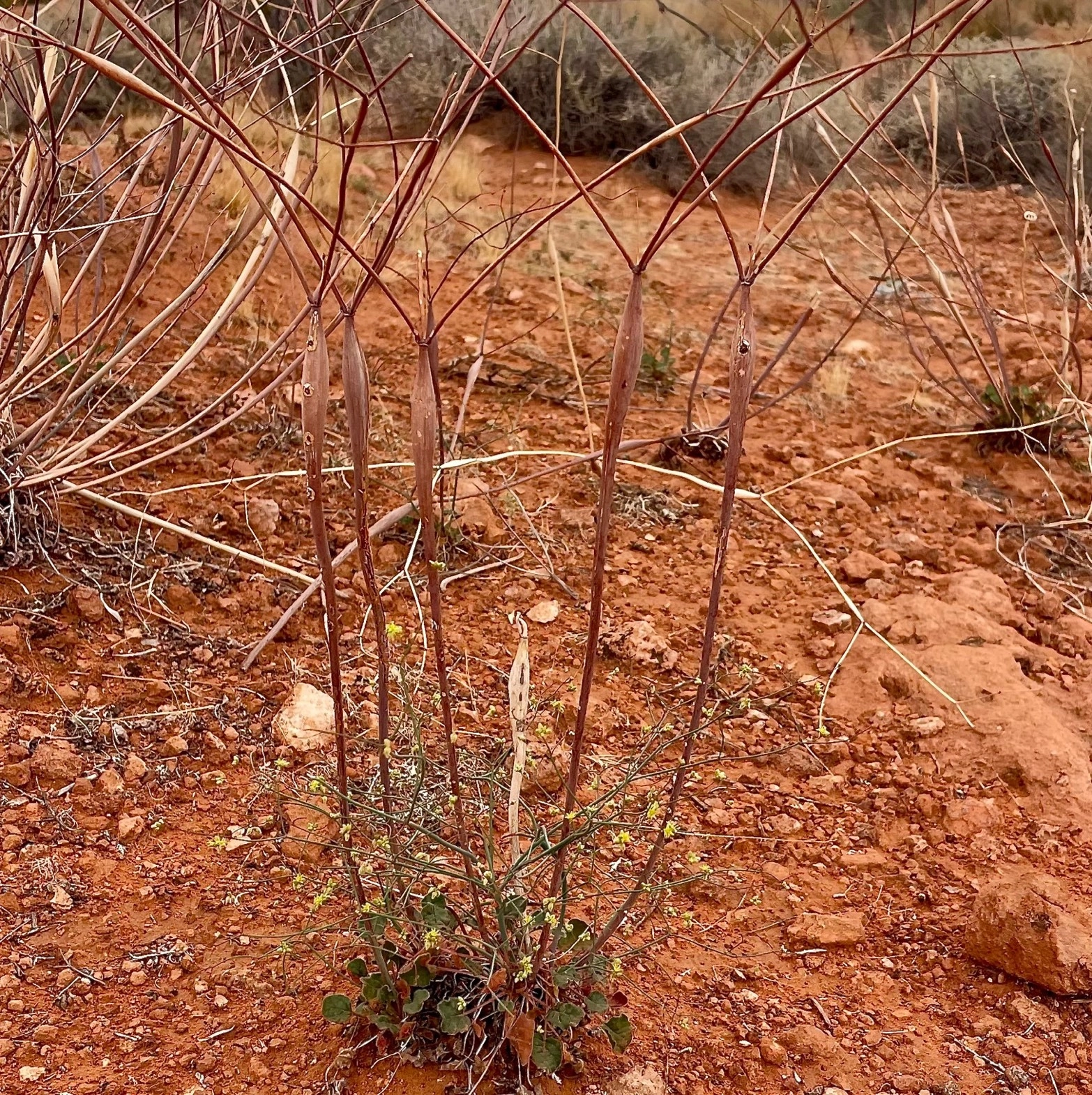 Click for a larger view in a new tab or window Desert Trumpet with Wasp Exit Holes, Courtesy & Copyright Marshall Topham, Photographer