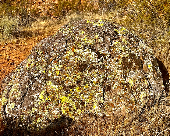 Click for a larger view in a new tab or window Lichen on Rock, Courtesy & Copyright Marshall Topham, Photographer