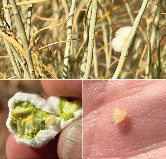 Click for a larger view in a new tab or window Rabbit Brush Gall, Opened Below Showing Occupant, Courtesy & Copyright Marshall Topham, Photographer