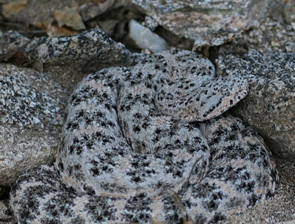 Reptiles Archives - Wild About Utah