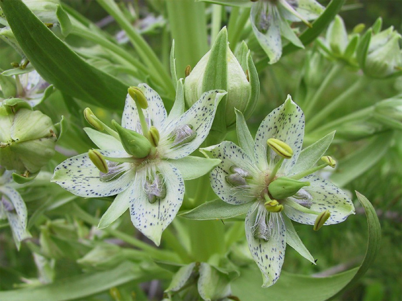 Click for a larger view in a new tab or window Green gentian, Frasera speciosa, Mt Nebo Scenic Byway (Nebo Loop), Courtesy US Forest Service, Teresa Prendusi, Photographer