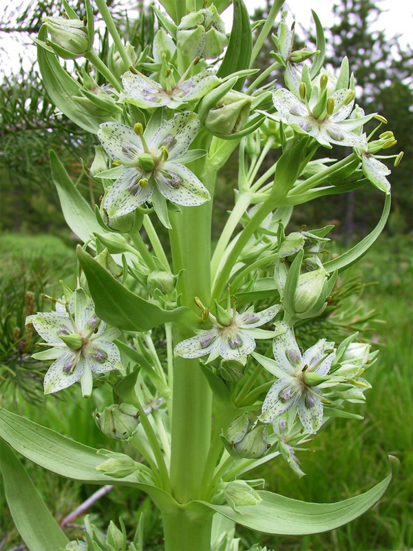 Click for a larger view in a new tab or window Green gentian, Frasera speciosa, Courtesy US Forest Service, Teresa Prendusi, Photographer