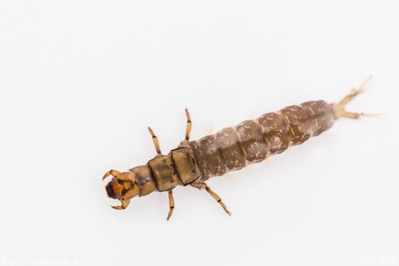 Caddisfly Larvae - Hydropsyche
Courtesy USGS