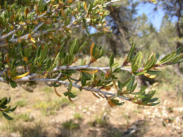 Click for a larger view in a new tab or window Mountain Mahogany: Curl-leaf Mountain Mahogany Tree, (Cercocarpus ledifolius)
Courtesy & Copyright USU Extension