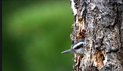 Red-breasted Nuthatch mining out the nest site Photo courtesy of Utah Division of Wildlife Resources