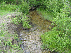 Beaver Creek Greenback Cutthroat Trout were found in Beaver Creek in the La Sal Mountains