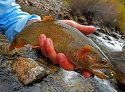 Cutthroat Trout A no-trouts-land on the Logan River, Copyright (c) Chadd VanZanten, Photographer vanzanten-cutthroat_trout.250x184