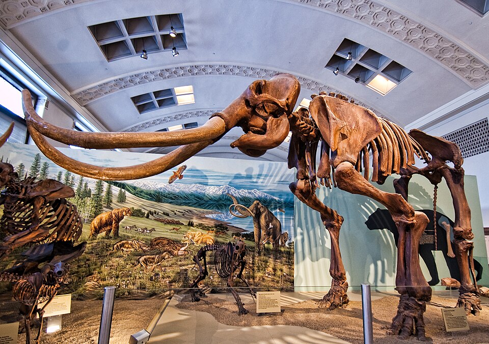 Mounted cast of a Columbian mammoth (Mammuthus columbi) in the old building of the "Utah Museum of Natural History" Courtesy Wikimedia, Brett Neilson, Photographer, Licensed under the Creative Commons, https://en.wikipedia.org/wiki/en:Creative_Commons, Attribution 2.0 Generic license, https://creativecommons.org/licenses/by/2.0/deed.en