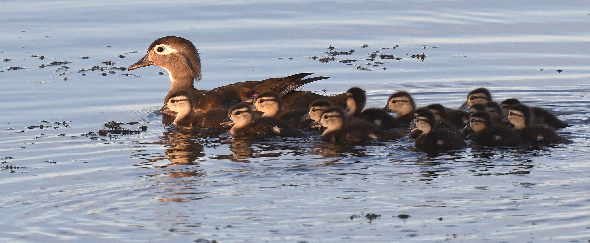 Click for a larger view in a new tab or window Leap Out Like a Wood Duck Duckling: Wood Duck Hen & Ducklings, Courtesy US FWS, Jim Hudgins, Photographer